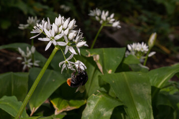 Bumblebee pollinates a bear's garlic flower 