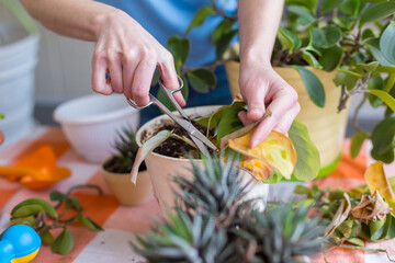 A woman is cutting yellow leaves, caring for potted plant