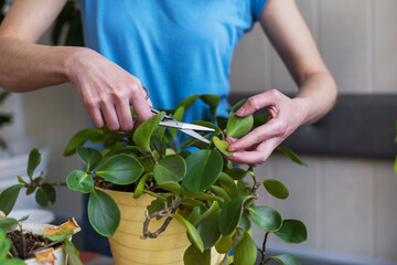A woman is cutting yellow leaves, caring for potted plant