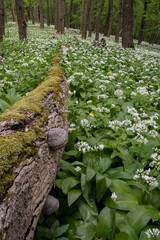 Blooming bear garlic in the spring forest and an old tree trunk lies on the ground