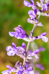 Obraz premium Macro photo of a blue sage purple flower