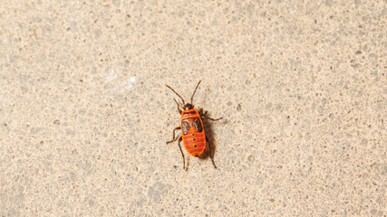 Tiny red bug soldier on asphalt