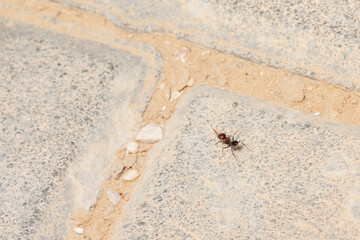 Small ant running to the crossroad in a cobblestone