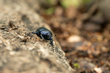 A small black beetle (Geotrupes stercorarius) walks on wood in its natural habitat 