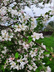 tree blossom