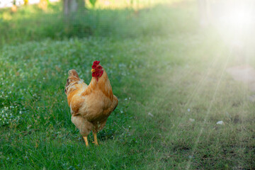 Free range organic chickens poultry in a country farm on a winter mornin.