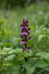 Orchidea (Neotinea ustulata) grows and blooms in its natural environment in nature. 