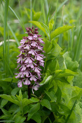 Orchidea (Neotinea ustulata) grows and blooms in its natural environment in nature. 