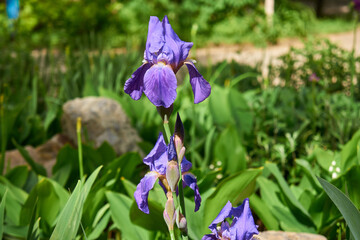 Blue iris flower in the garden