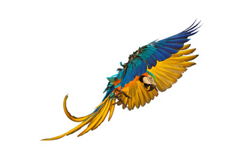 Obraz premium Colorful macaw parrot flying isolated on white