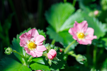 blooming strawberry flowers. The upcoming season for healthy fruit