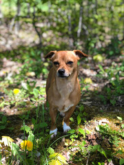 Chiwinnie dog outdoors in the backyard in the flowers and grass