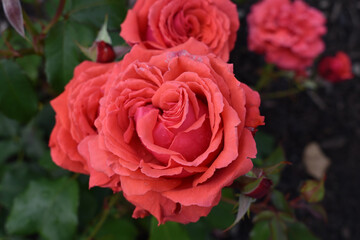 Red blooming roses in the garden, flower