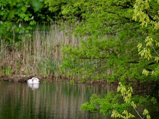 Obraz premium Schwan auf dem See im Frühling