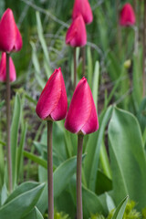 red tulips in the garden