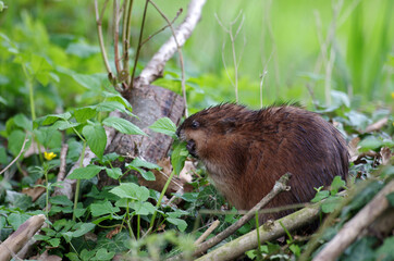 die bisamratte (ondatra zibethicus) frisst frische pflanzen