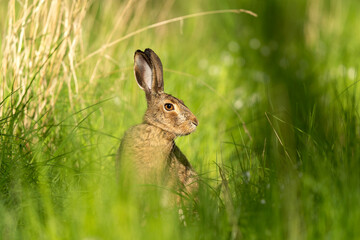 Calm european hare hiding in grass. Hare during spring season. European nature. 