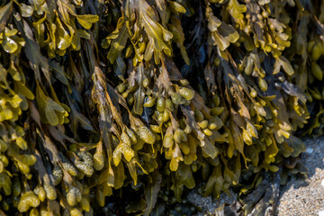 Algues brunes à marée basse, fixées sur des rochers en Bretagne.	