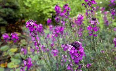 Closeup of budding and flowering Erysimum linifolium 'Bowles Mauve' plants in the garden. The photo...