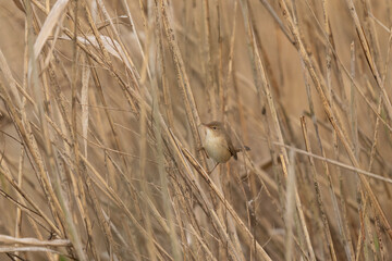 Reed warbler hide in the reed. Ornithology near the pond. Czech wildlife during spring season. 