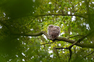 Tawny owls hiding in the crown tree. Young brown owls in the forest. European wildlife. 