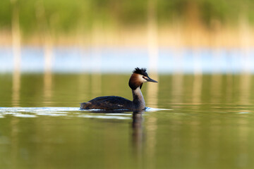 Great crested grebe swimming on the pond. Grebe mirrored on the surface.  European wildlife during spring season. 