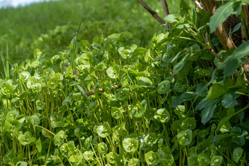 Tellerkraut Wildkräuter 