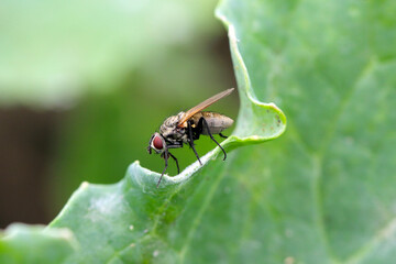 Delia radicum, known variously as the cabbage fly, cabbage root fly, root fly or turnip fly, is a important pest of oilseed rape (canola) plants and others.