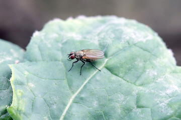 Delia radicum, known variously as the cabbage fly, cabbage root fly, root fly or turnip fly, is a important pest of oilseed rape (canola) plants and others.