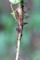 Larva of cabbage fly (also cabbage root fly, root fly or turnip fly) - Delia radicum on damaged root of oilseed rape (canola). It is an important pest of brassica plants such as broccoli, cauliflower 