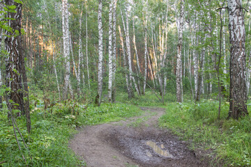 Fototapeta premium Road in the Forest