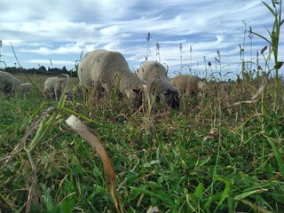 A spectacular scenic view, from a ground angle upwards, of a closeup of sheep grazing on lush green grass and a magical skyline above them with scattered thin streaky twirls of clouds in a blue sky