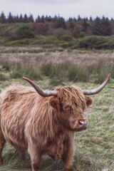 scottish highland cow in a pasture