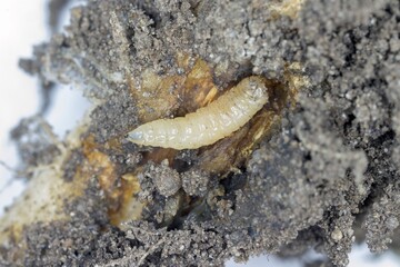 Larva of cabbage fly (also cabbage root fly, root fly or turnip fly) - Delia radicum on damaged root of oilseed rape (canola). It is an important pest of brassica plants such as broccoli, cauliflower 