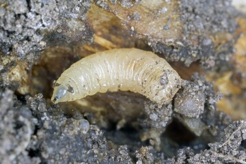 Larva of cabbage fly (also cabbage root fly, root fly or turnip fly) - Delia radicum on damaged root of oilseed rape (canola). It is an important pest of brassica plants such as broccoli, cauliflower 