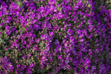 Obraz premium Nature background of Delosperma cooperi or hardy iceplant, pink carpet.With the production of a great quantity of vermillion, magenta or pink flowers that often covers the entire site