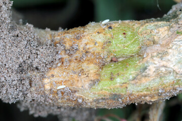 Fototapeta premium Eggs of cabbage fly (also cabbage root fly, root fly or turnip fly) - Delia radicum on damaged root of oilseed rape (canola). It is an important pest of brassica plants such as broccoli, cauliflower 
