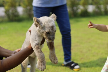 child feeding a lion