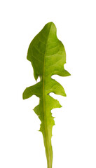 Dandelion leaf isolated on white background. Herbal medicine.