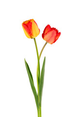 Tulip flowers with leaves, isolated on white background. Beautiful spring flowers.