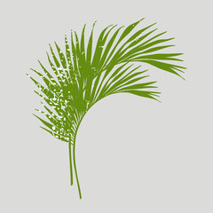 Palm leaves. Green silhouette of plant branches with texture. Vector illustration isolated on background