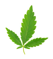 Cannabis leaf isolated on white background. Hemp leaf close up. Marijuana green leaf.