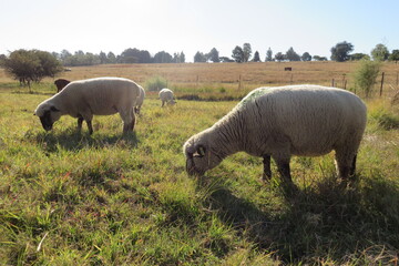 Spectacular breathtaking  view, angled from the ground up, of a closeup of sheep grazing in a sorghum field and a unique cold front white streaky twirl cloud formation in a blue sky above 