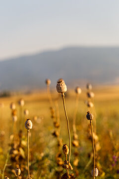 Opium poppy, dry poppy plant at harvest time