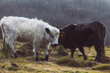 black and white cows