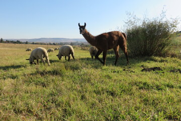 A front portrait view of a large wild brown Llama  standing behind a herd of sheep on a lush green grass field under a blue sky 