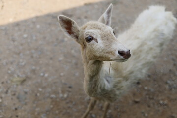 close up of a deer