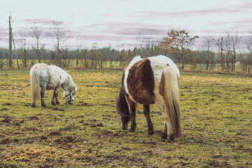 horse in the field