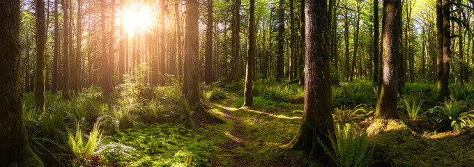 Kanadischer Regenwald. Schöne Aussicht auf frische grüne Bäume im Wald mit Moos. Aufgenommen im Golden Ears Provincial Park, in der Nähe von Vancouver, British Columbia, Kanada. Panorama Natur Hintergrund