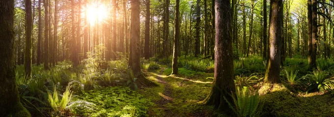 Foto auf Acrylglas Kanadischer Regenwald. Schöne Aussicht auf frische grüne Bäume im Wald mit Moos. Aufgenommen im Golden Ears Provincial Park, in der Nähe von Vancouver, British Columbia, Kanada. Panorama Natur Hintergrund © edb3_16